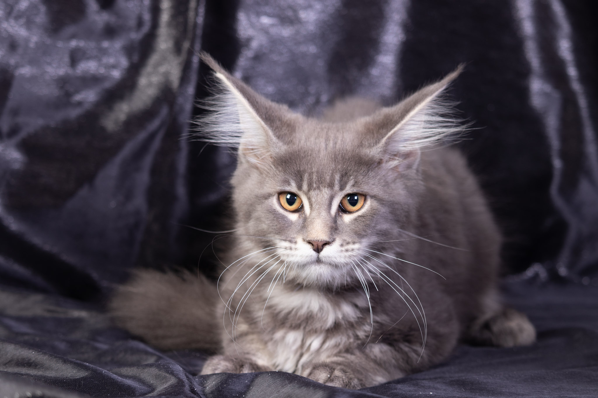 Filhote maine coon